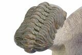 Detailed Reedops Trilobite - Atchana, Morocco #359177-4